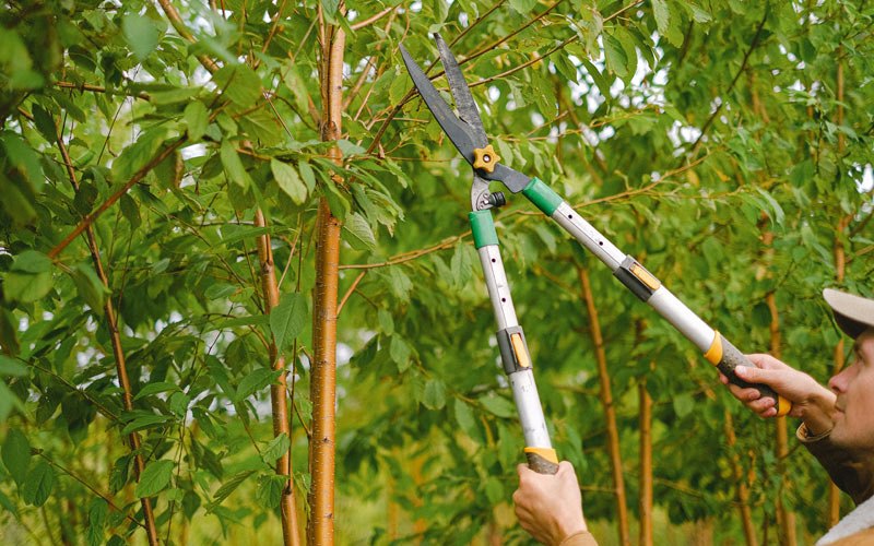 Tree trimming in Cabo Rojo, PR